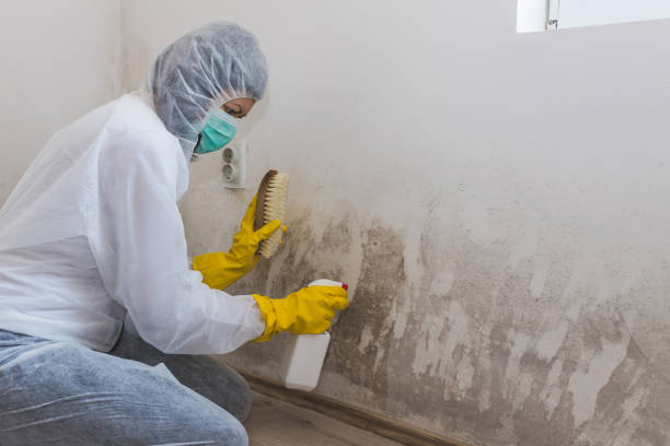 Best Basement Mold Removal  in Tuolumne City, CA